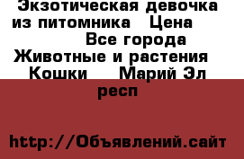 Экзотическая девочка из питомника › Цена ­ 25 000 - Все города Животные и растения » Кошки   . Марий Эл респ.